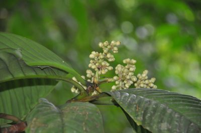 Chrysochlamys myrcioides, photographed by Eduardo Chacón Madrigal