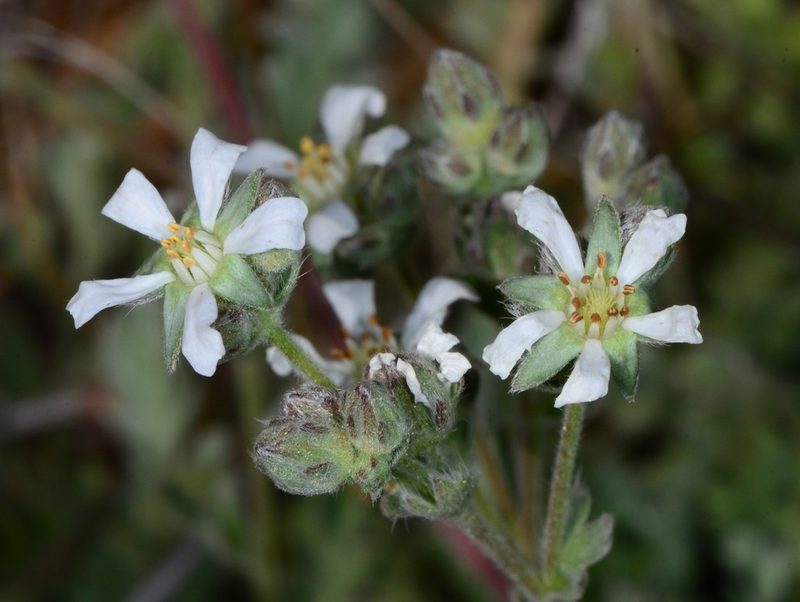 Potentilla bolanderi, photographed by Don Loarie