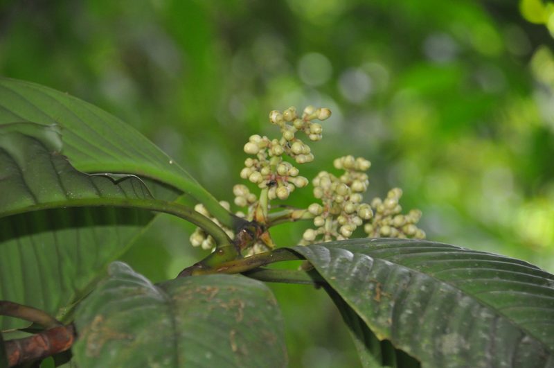 Chrysochlamys myrcioides, photographed by Eduardo Chacón Madrigal