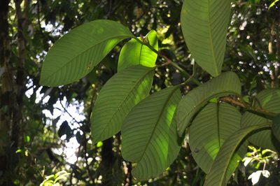 Chrysochlamys myrcioides, photographed by Eduardo Chacón Madrigal