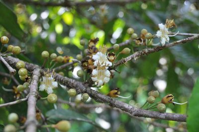 Mouriri cyphocarpa, photographed by Eduardo Chacón Madrigal