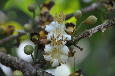 Mouriri cyphocarpa, photographed by Eduardo Chacón Madrigal