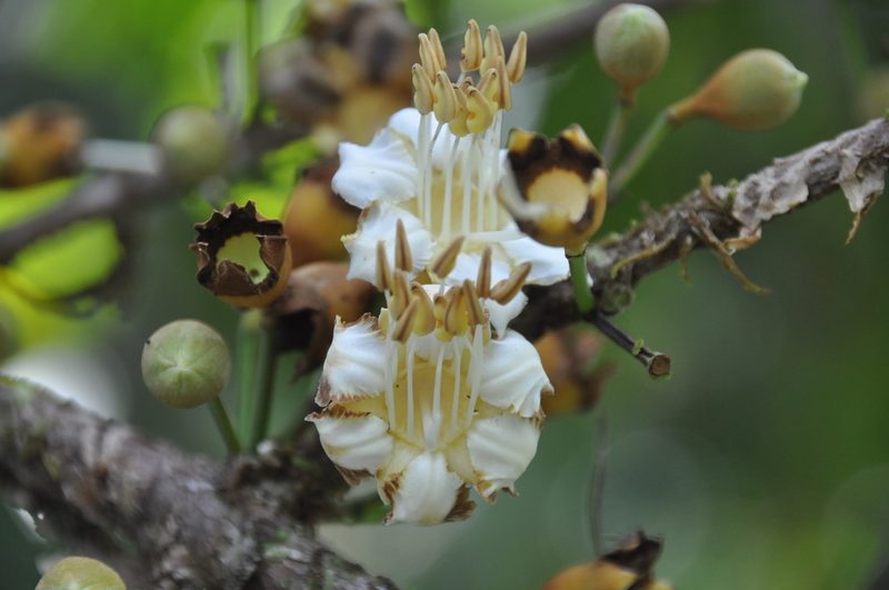 Mouriri cyphocarpa, photographed by Eduardo Chacón Madrigal