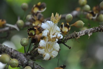 Mouriri cyphocarpa, photographed by Eduardo Chacón Madrigal