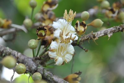 Mouriri cyphocarpa, photographed by Eduardo Chacón Madrigal