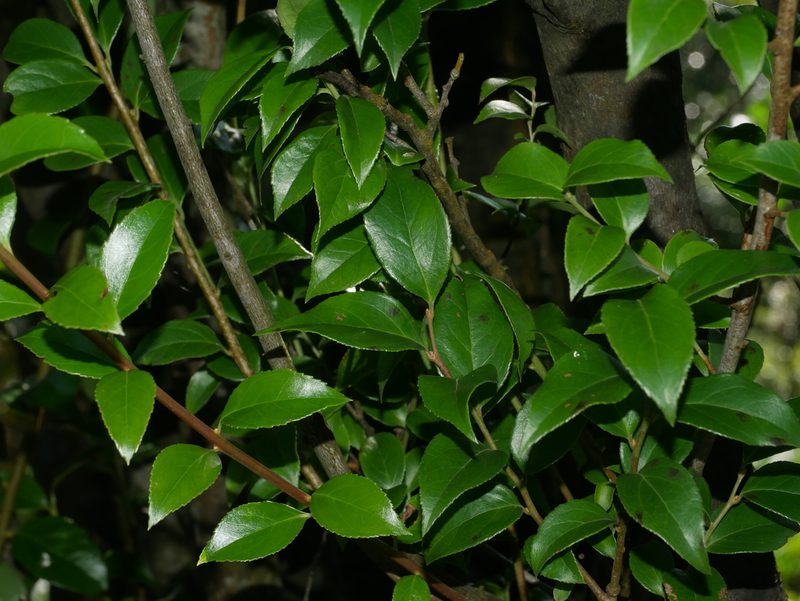 Vaccinium bracteatum, photographed by Jacy Chen