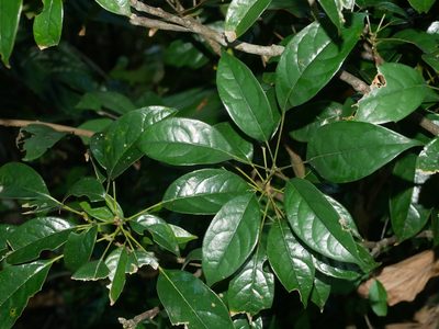 Meliosma squamulata, photographed by Jacy Chen