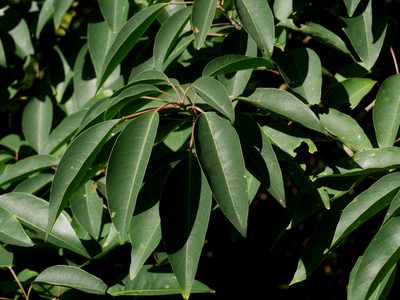 Triadica cochinchinensis, photographed by Jacy Chen