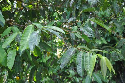 Mouriri cyphocarpa, photographed by Eduardo Chacón Madrigal