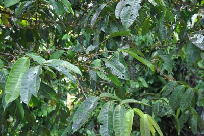 Mouriri cyphocarpa, photographed by Eduardo Chacón Madrigal