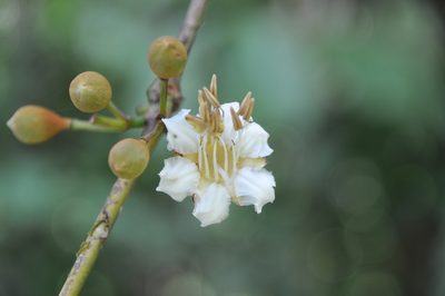 Mouriri cyphocarpa, photographed by Eduardo Chacón Madrigal