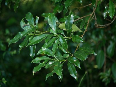 Helicia cochinchinensis, photographed by Jacy Chen