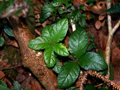 Ardisia pusilla, photographed by Jacy Chen