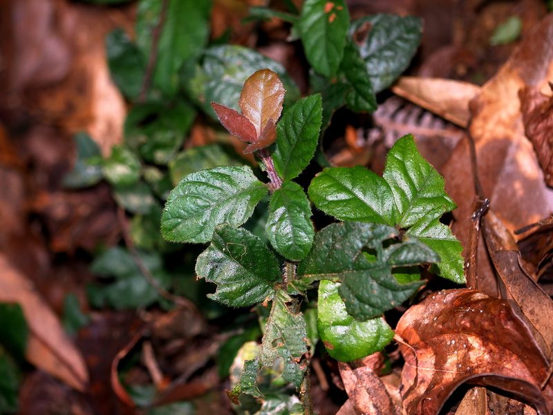 Ardisia pusilla, photographed by Jacy Chen