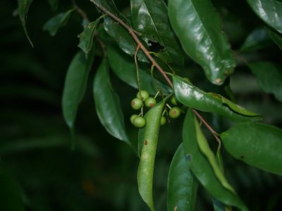 Prunus phaeosticta, photographed by Jacy Chen