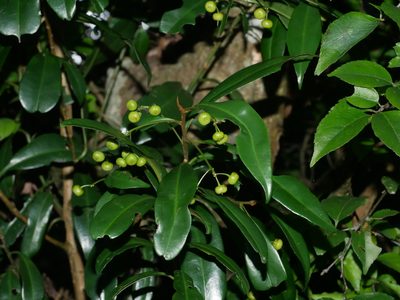 Ardisia quinquegona, photographed by Jacy Chen