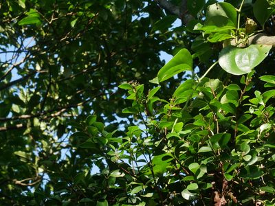 Syzygium elliptifolium, photographed by Jacy Chen
