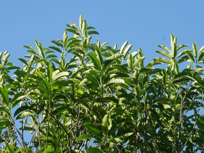 Chengiodendron matsumuranum, photographed by Jacy Chen