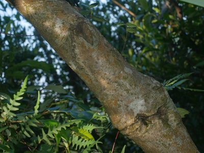 Chengiodendron matsumuranum, photographed by Jacy Chen