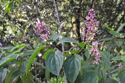 Miconia subcrustulata, photographed by Eduardo Chacón Madrigal