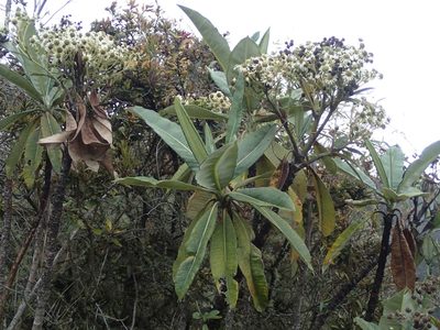 Espeletia neriifolia, photographed by JR Ferrer-Paris