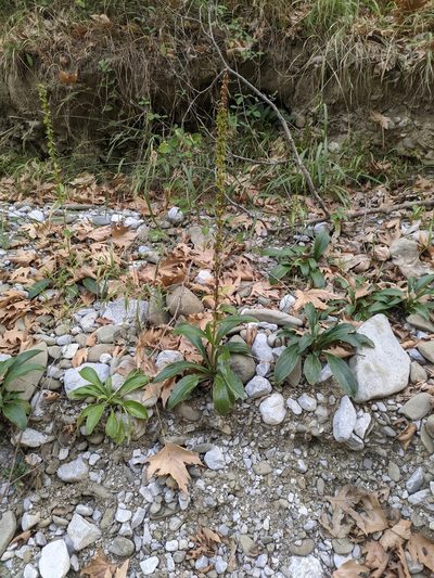 Digitalis laevigata, photographed by George Papademetriou