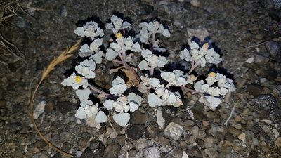 Psathyrotes annua, photographed by Alan Rockefeller