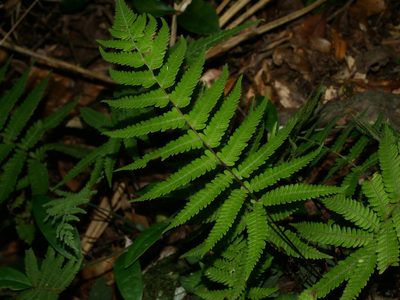 Coryphopteris castanea, photographed by Jacy Chen