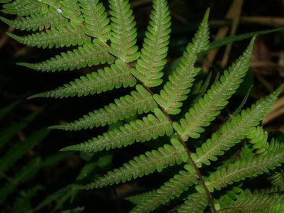 Coryphopteris castanea, photographed by Jacy Chen