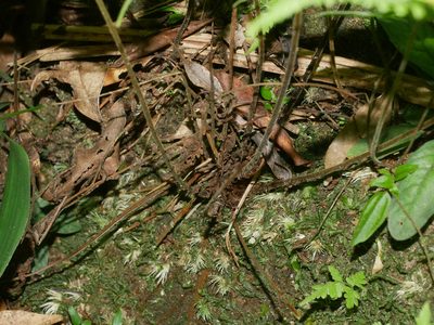 Coryphopteris castanea, photographed by Jacy Chen
