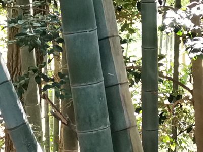 Phyllostachys edulis, photographed by harum.koh