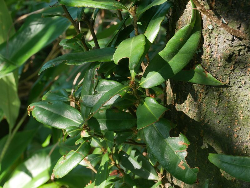 Quercus sessilifolia, photographed by Jacy Chen