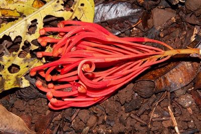 Alloxylon flammeum, photographed by dhfischer