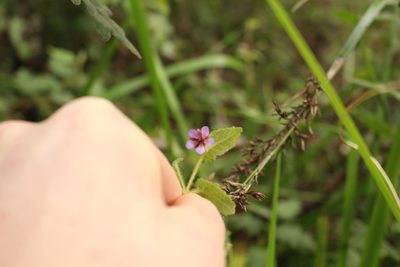 Tremandra stelligera, photographed by Em Lamond