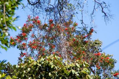 Alloxylon flammeum, photographed by dhfischer