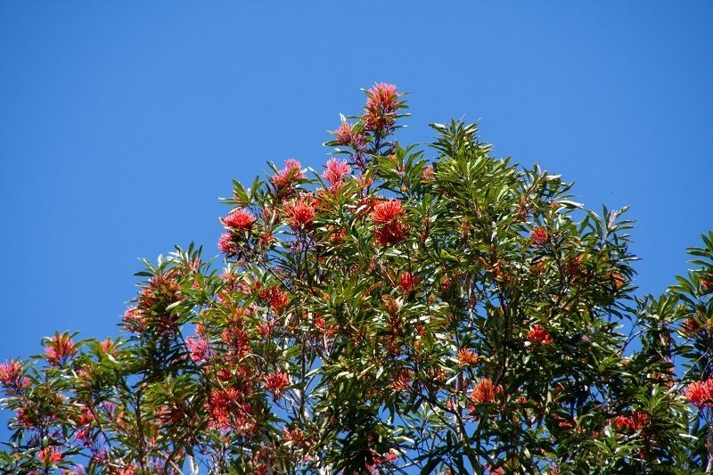 Alloxylon flammeum, photographed by dhfischer