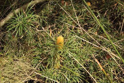 Banksia littoralis, photographed by Em Lamond