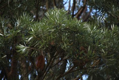 Banksia seminuda, photographed by Em Lamond
