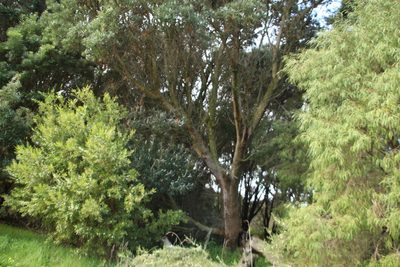 Banksia seminuda, photographed by Em Lamond
