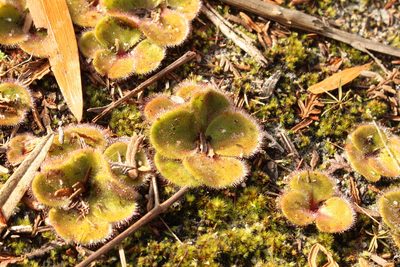 Drosera erythrorhiza, photographed by Em Lamond