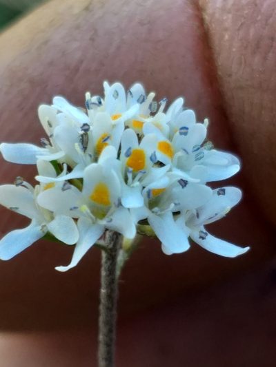 Phyllopodium rustii, photographed by kevin koen