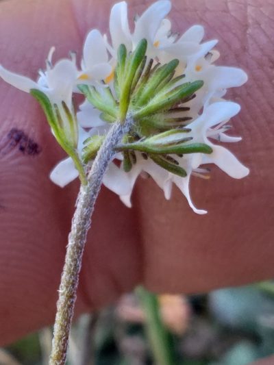 Phyllopodium rustii, photographed by kevin koen