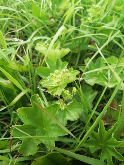 Alchemilla subcrenata, photographed by Noskova Elizaveta