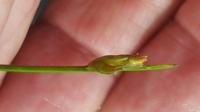 Schoenoplectus subterminalis, photographed by Norma Malinowski
