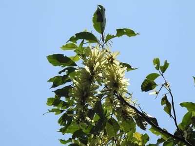 Engelhardia roxburghiana, photographed by Jacy Chen