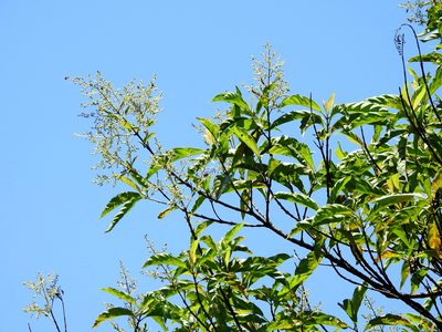 Wendlandia formosana, photographed by Jacy Chen