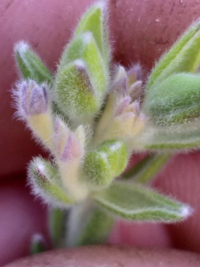 Gnidia nodiflora, photographed by kevin koen