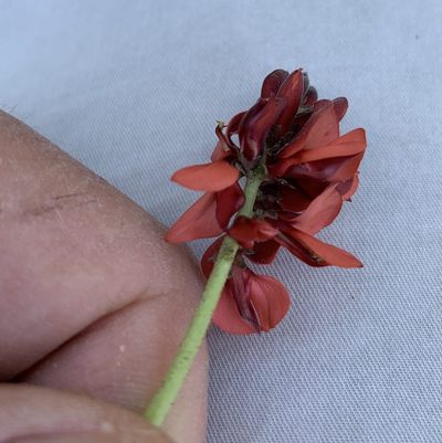 Indigofera procumbens, photographed by Dave Richardson