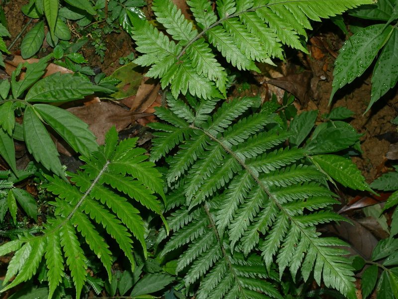 Tectaria kusukusensis, photographed by Jacy Chen