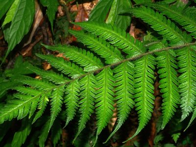 Tectaria kusukusensis, photographed by Jacy Chen
